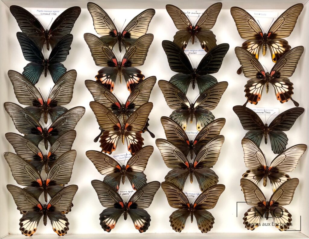 Ensemble de papillons Papilio memnon disposés dans une boîte blanche