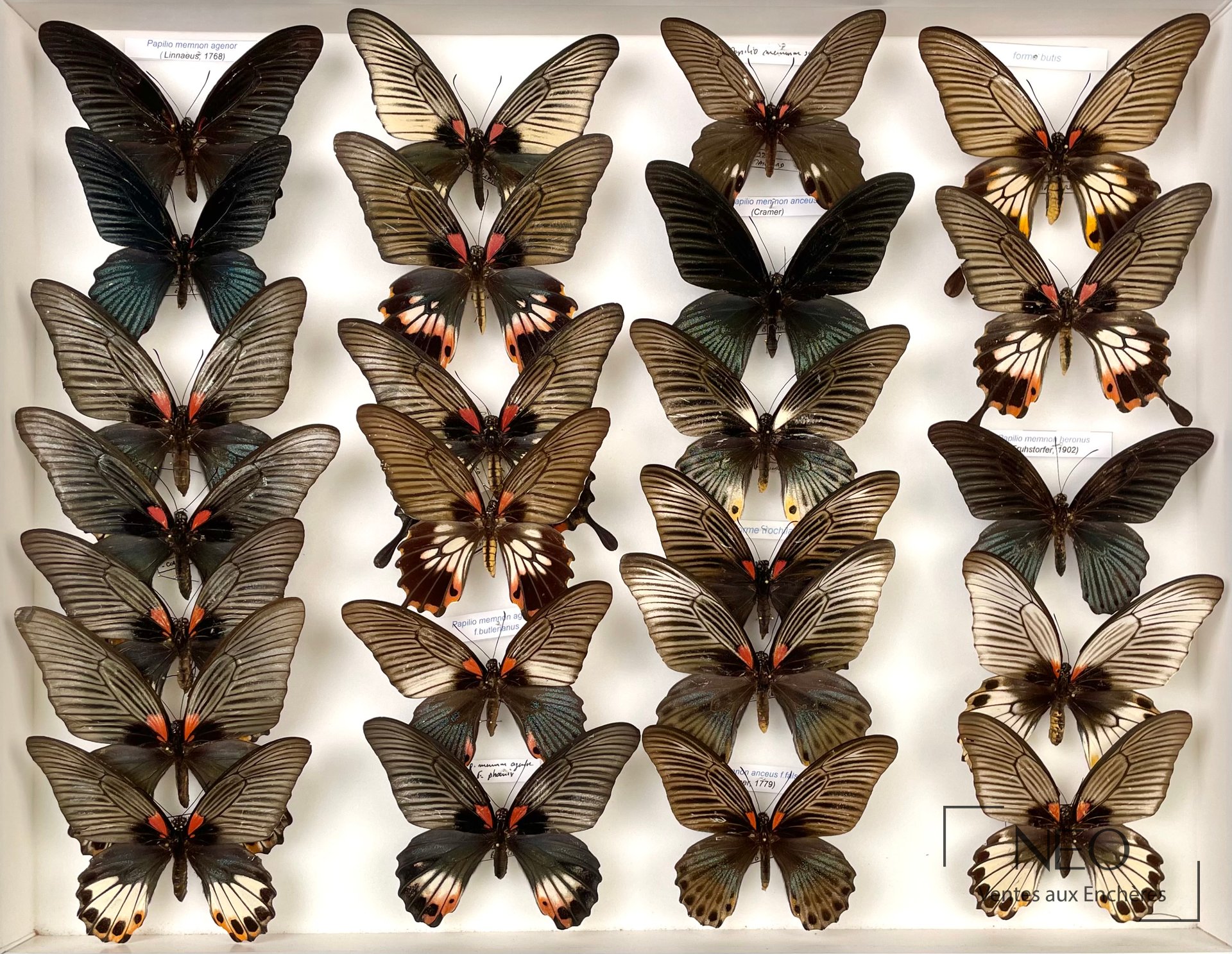 Papilionidae asiatiques, ensemble de Papilio memnon, env. 72 exs.