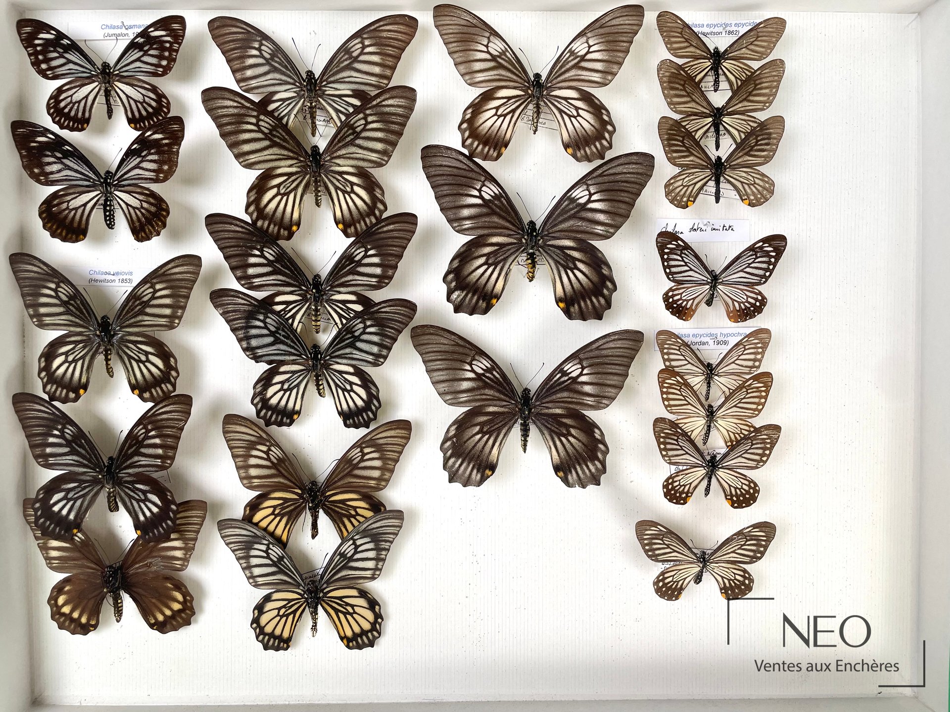 Boîte d’entomologie présentant une collection de papillons asiatiques montés sur fond clair