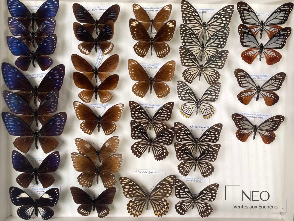 Boîte entomologique de papillons asiatiques avec plusieurs spécimens montés