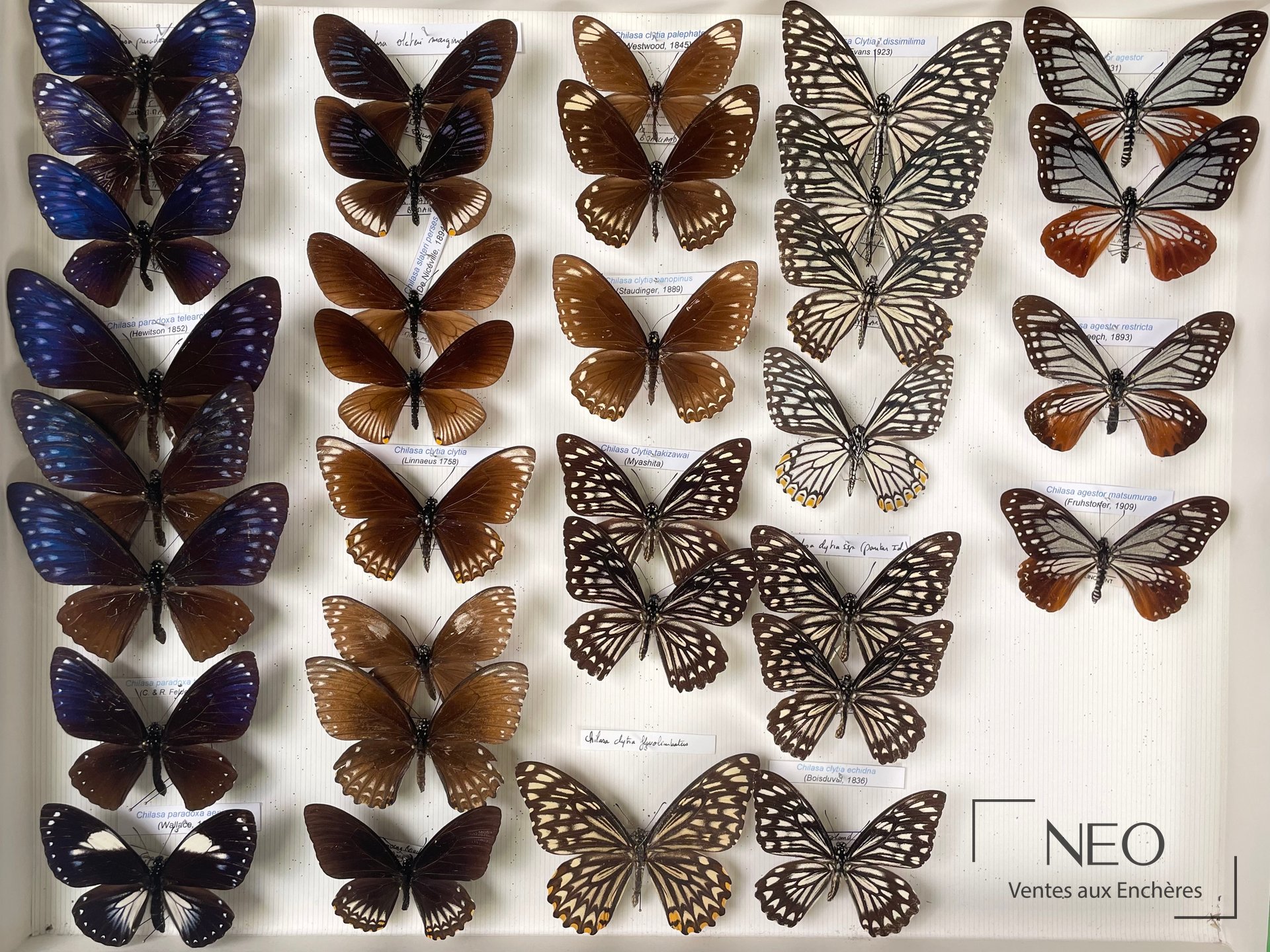 Boîte entomologique de papillons asiatiques avec plusieurs spécimens montés