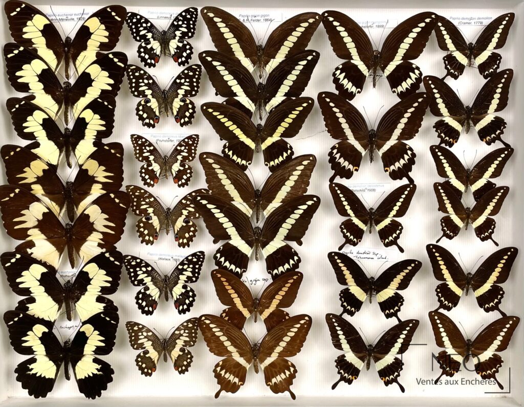 Ensemble de papillons asiatiques montés dans une boîte