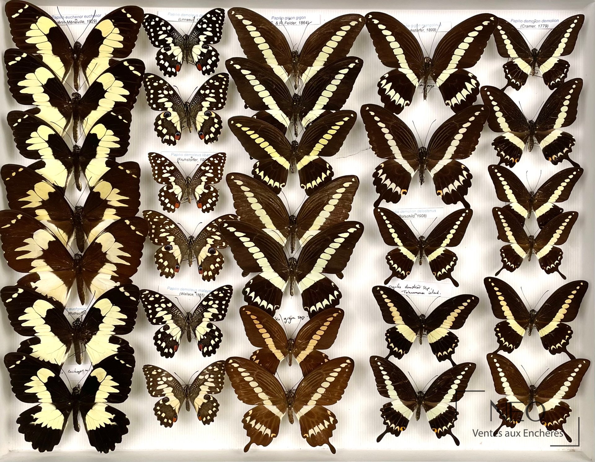 Ensemble de papillons asiatiques montés dans une boîte