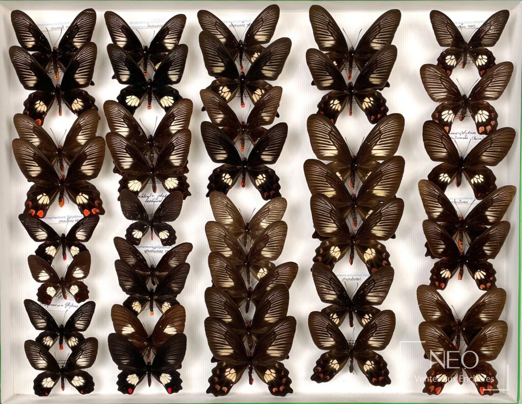 Boîte entomologique présentant plusieurs Papilionidae asiatiques alignés sur fond blanc