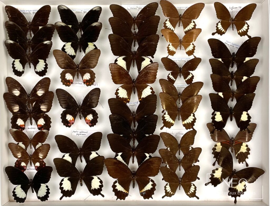 Boîte de papillons naturalisés asiatiques présentés ailes déployées sur fond blanc