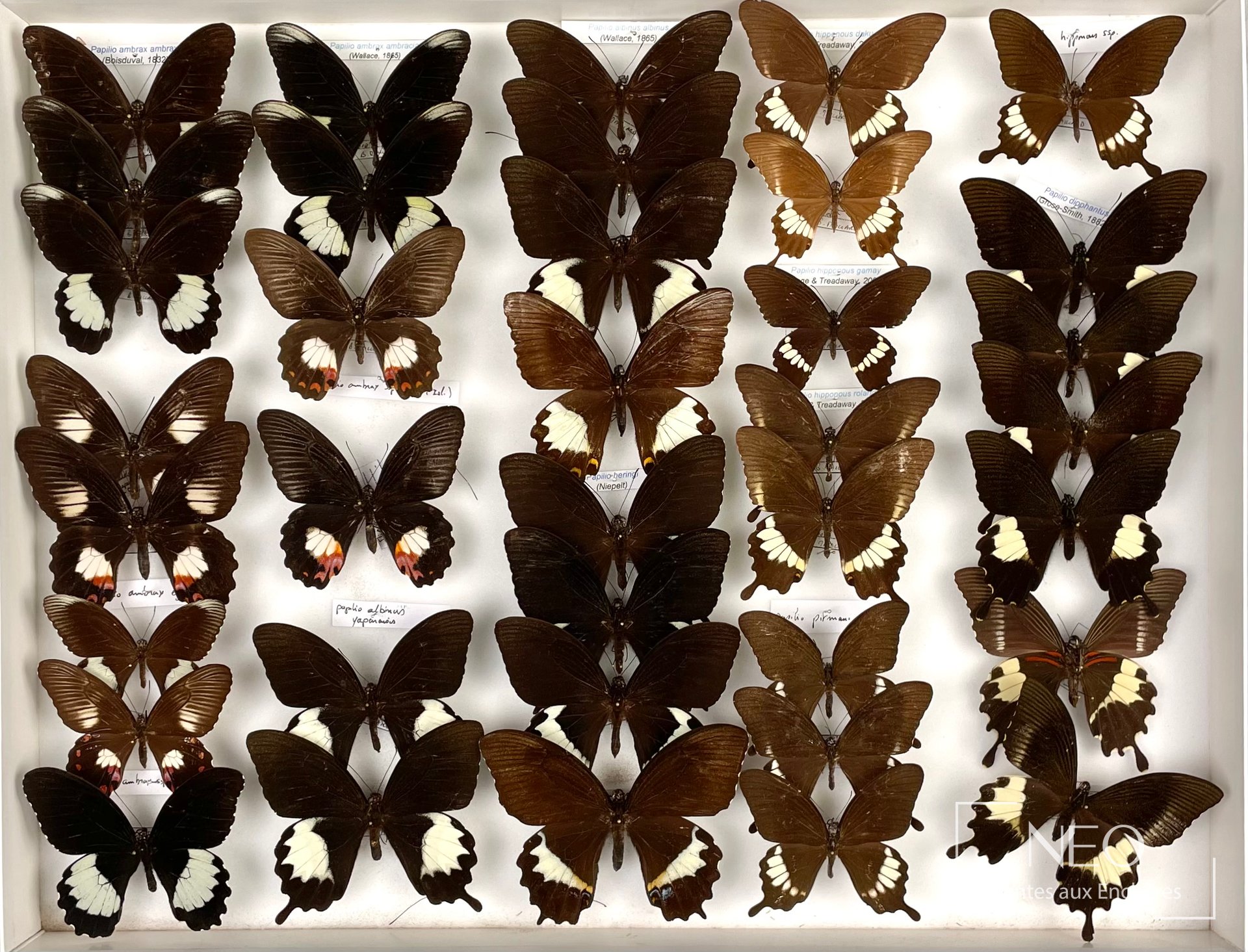 Papilionidae asiatiques, papillons naturalisés, env. 60 exemplaires