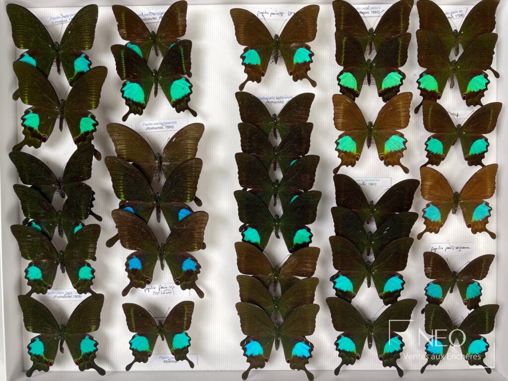 Boîte d'insectes naturalisés présentant de nombreux Papilionidae aux ailes vert sombre et bleu turquoise.