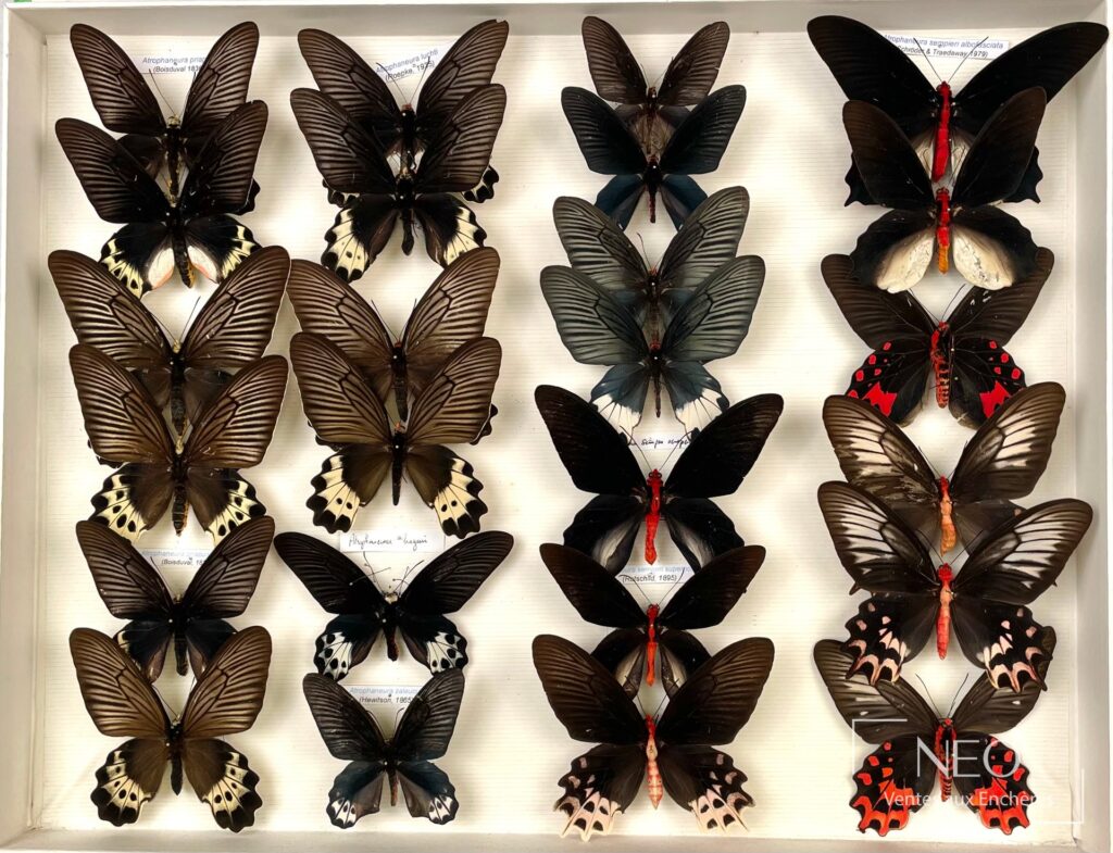 Vue d’ensemble d’une boîte de papillons asiatiques montés sous verre