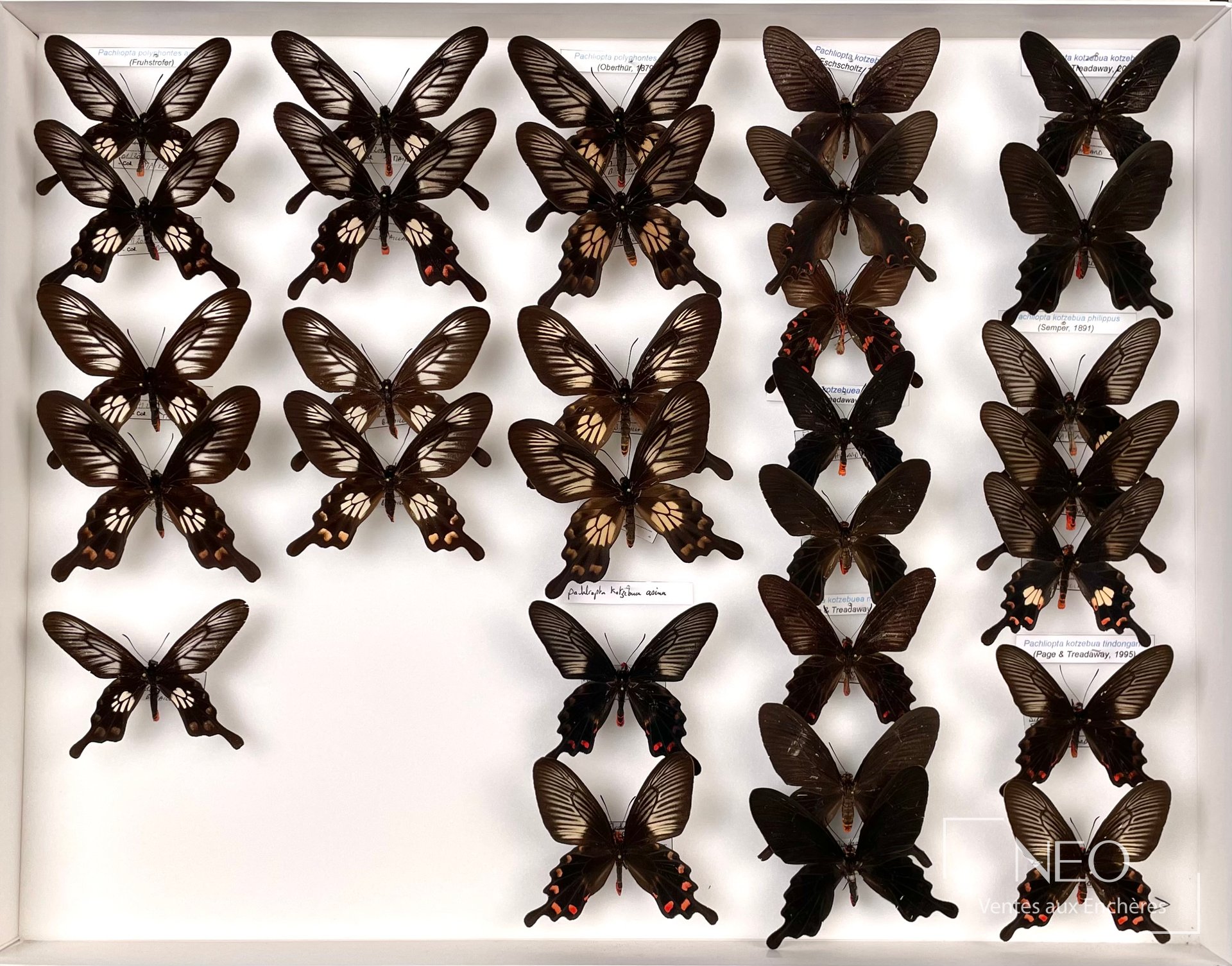 Collection de papillons épinglés dans une boîte