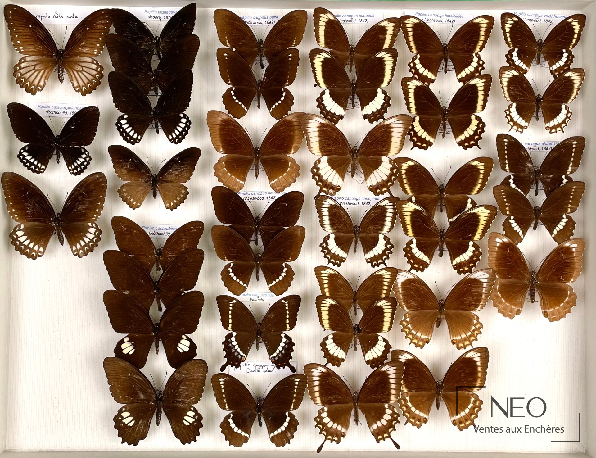 Papilionidae asiatiques, nombreuses sous-espèces de Papilio canopus, boîte entomologique