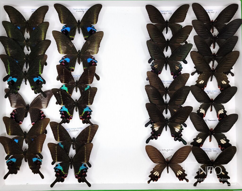 Boîte de papillons asiatiques montés
