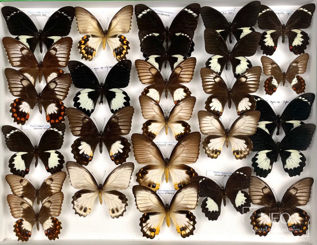 Ensemble de papillons naturalisés dans une boîte