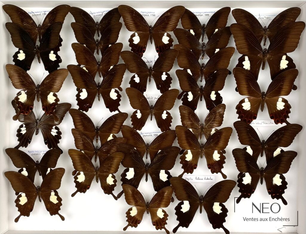 Ensemble de papillons asiatiques montés en boîte