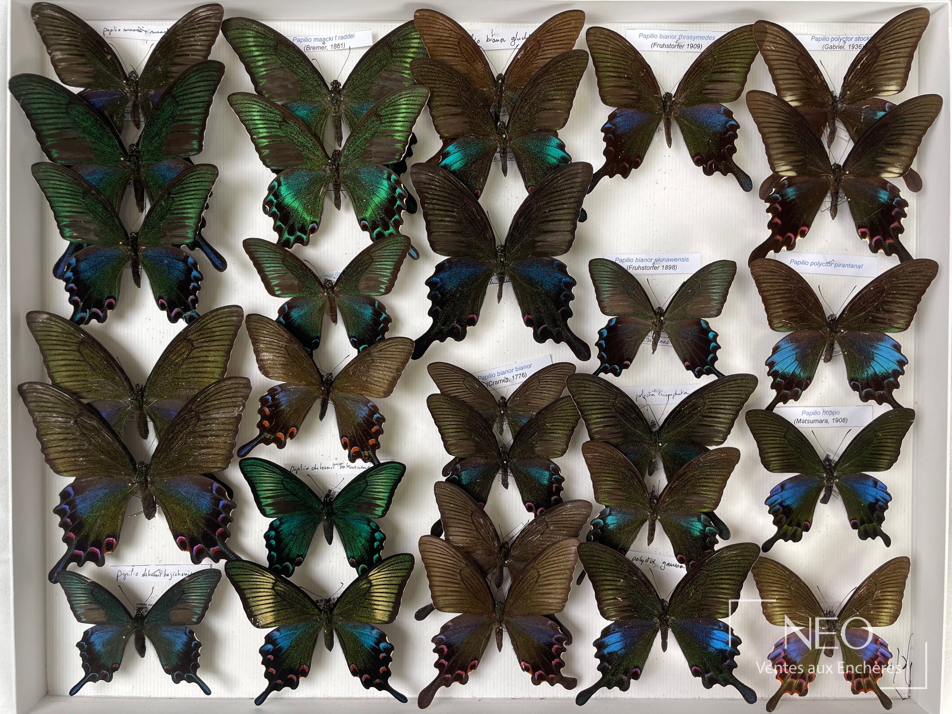 Boîte de papillons naturalisés présentée de face