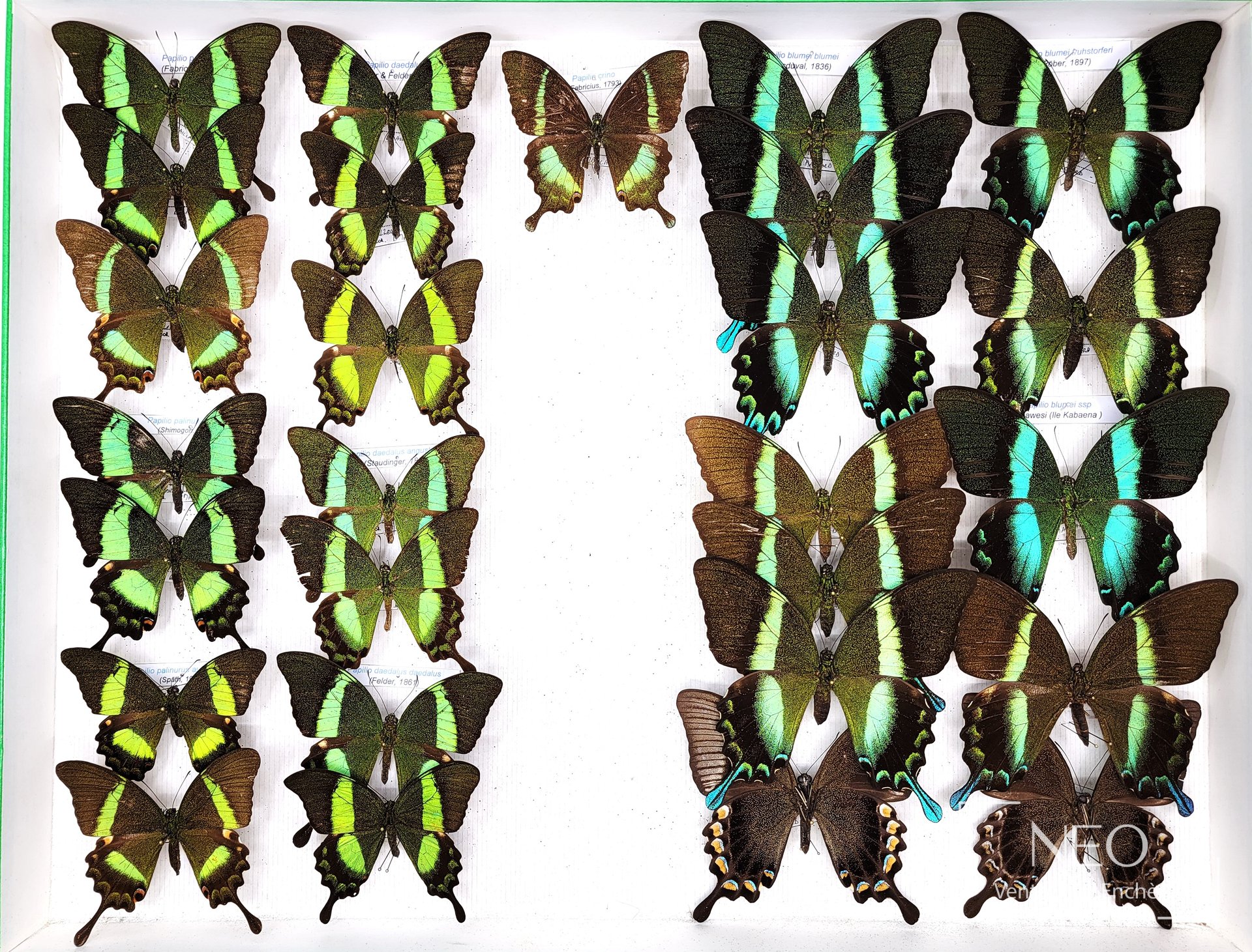Deux boîtes de papillons naturalisés aux ailes vertes et noires