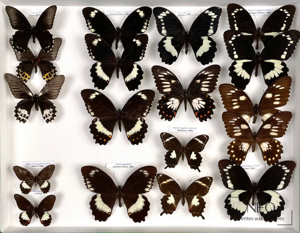 Boîte de Papilionidae asiatiques avec plusieurs papillons épinglés sur fond clair
