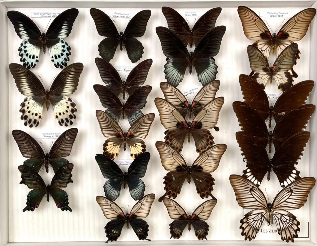 Boîte de Papilionidae asiatiques présentant plusieurs papillons épinglés sur fond clair