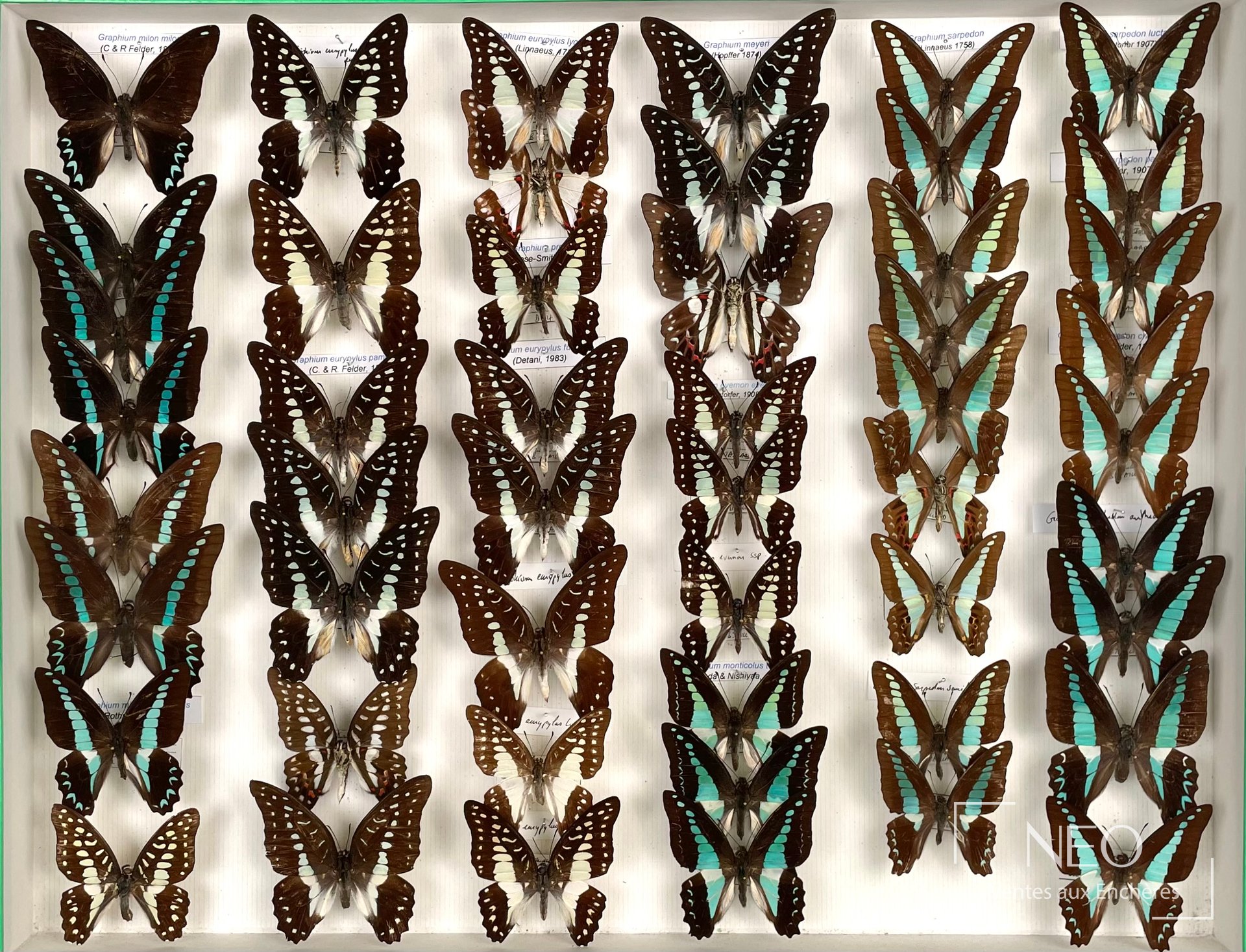 Ensemble de papillons asiatiques montés en boîte
