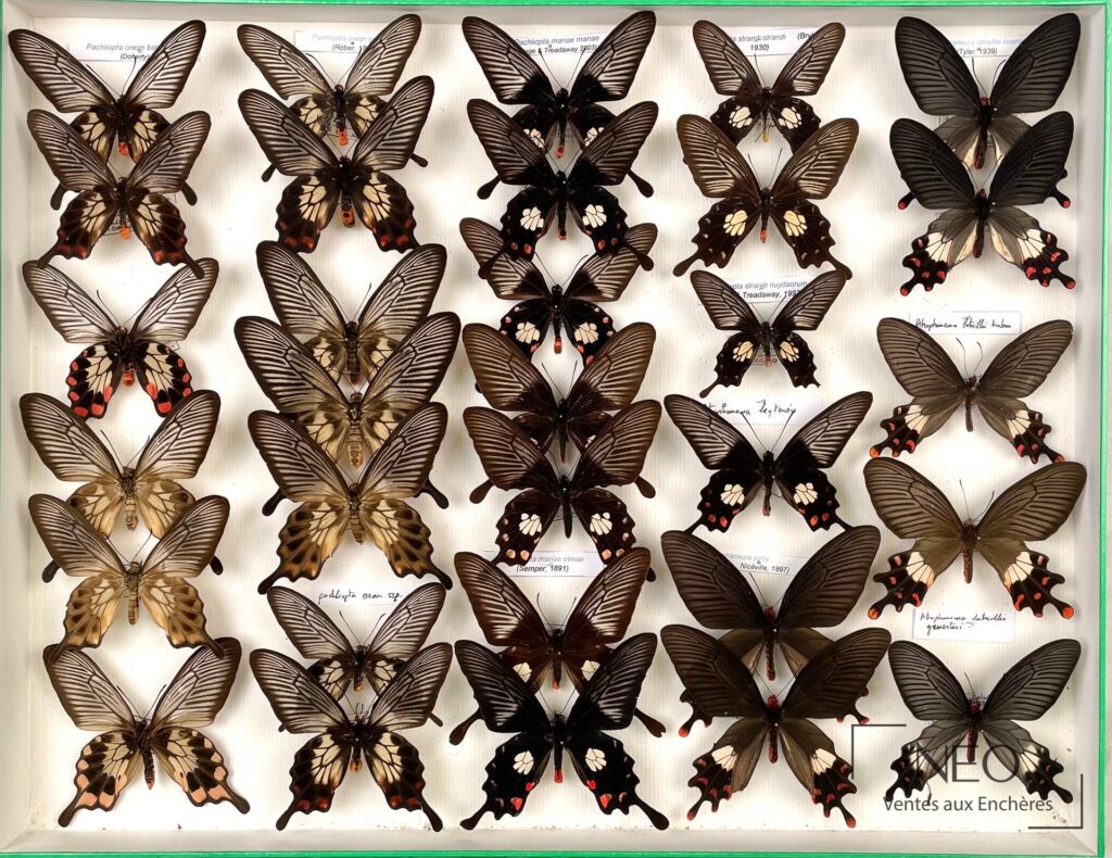 Boîte de Papilionidae asiatiques avec plusieurs papillons épinglés sur fond clair