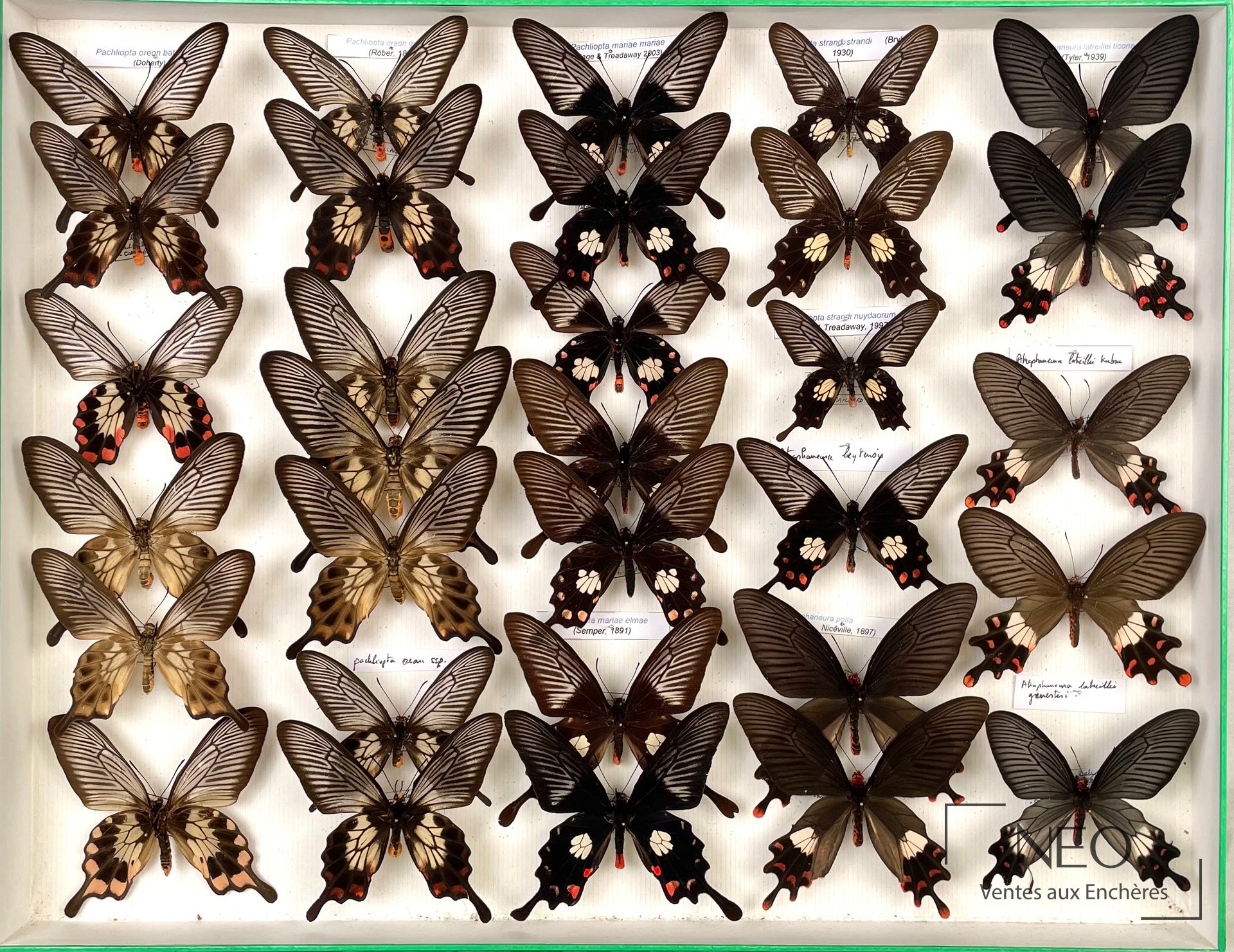 Boîte de Papilionidae asiatiques avec plusieurs papillons épinglés sur fond clair