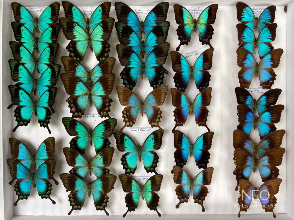 Boîte de papillons naturalisés aux ailes turquoise et brunes