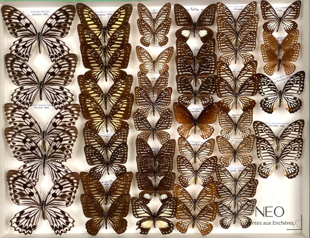 Cadre entomologique de Papilionidae asiatiques présenté en boîte