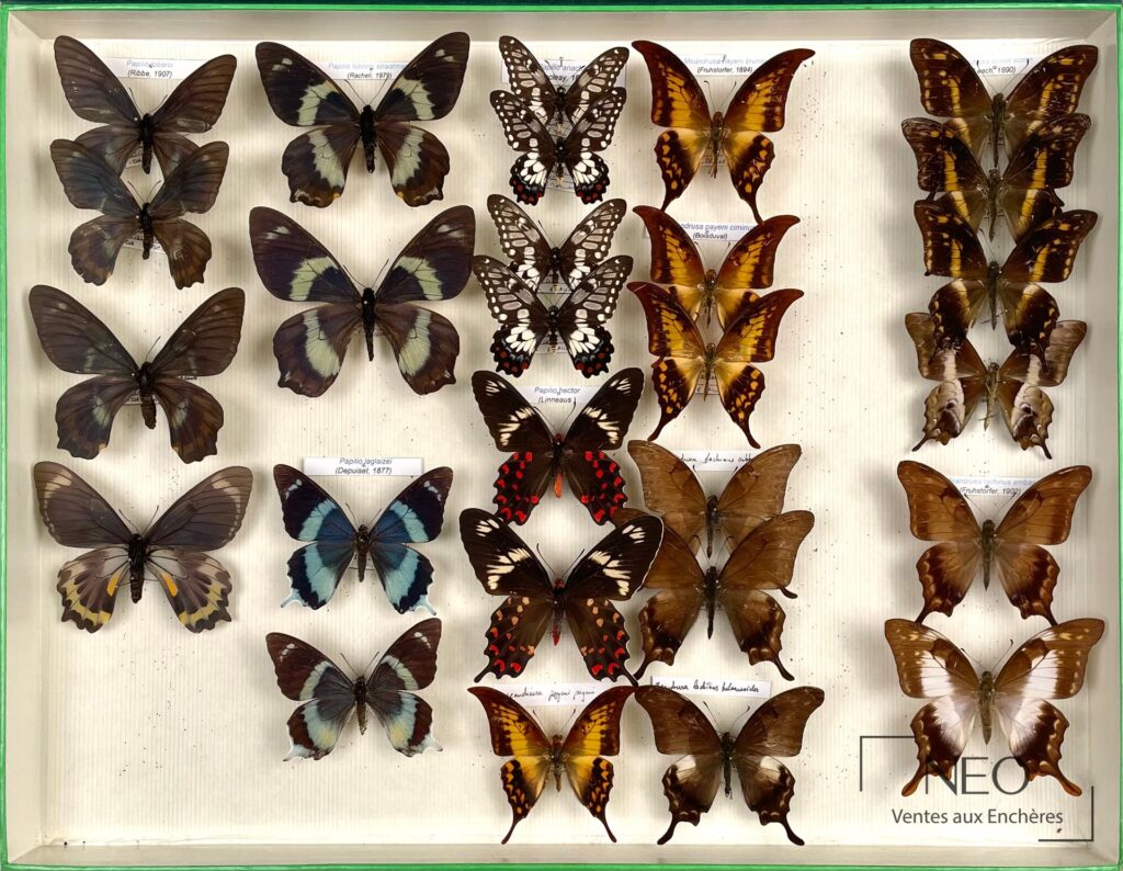 Boîte d'entomologie présentant plusieurs Papilionidae asiatiques naturalisés