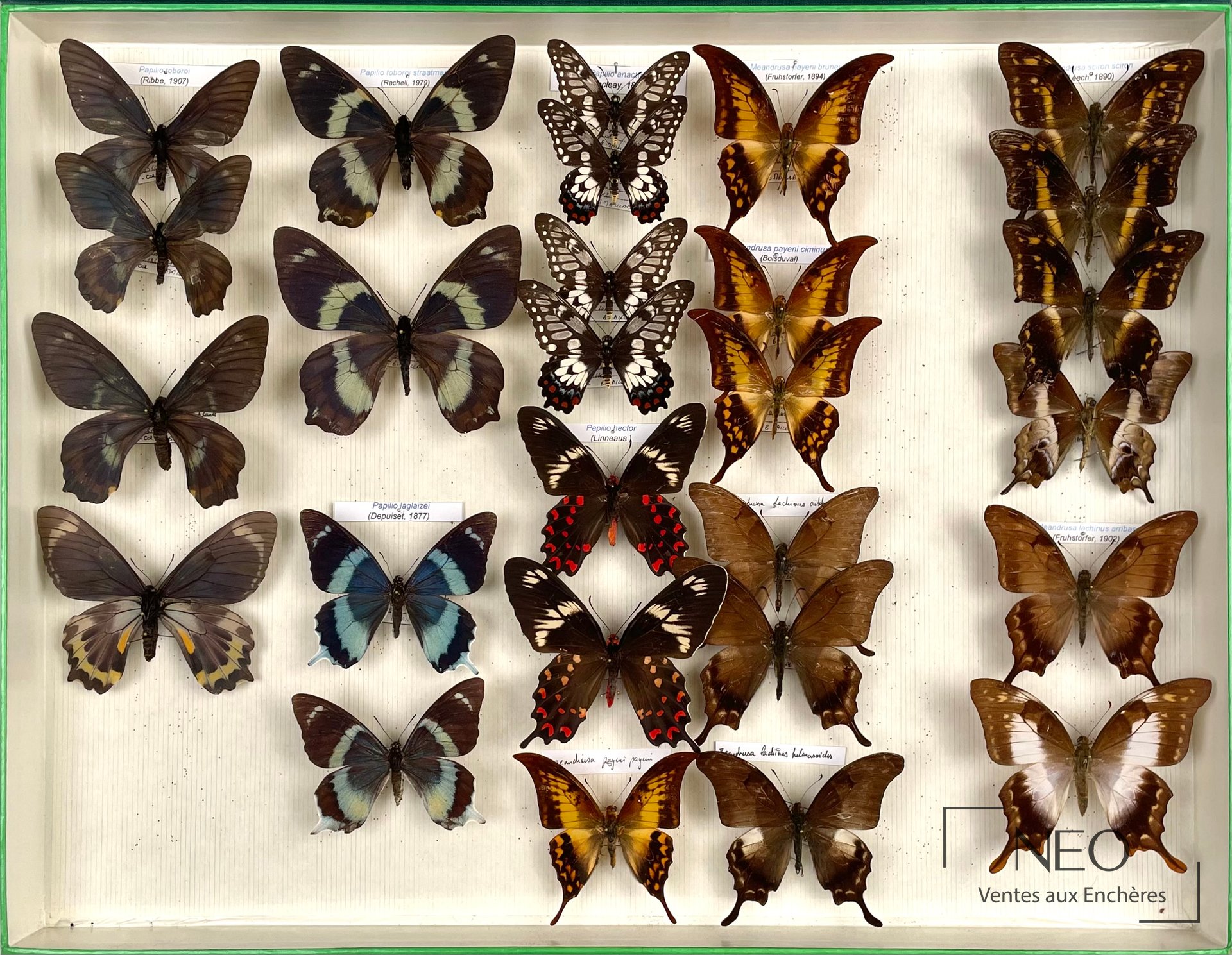 Papilionidae asiatiques, boîte d’entomologie, env. 27 exemplaires