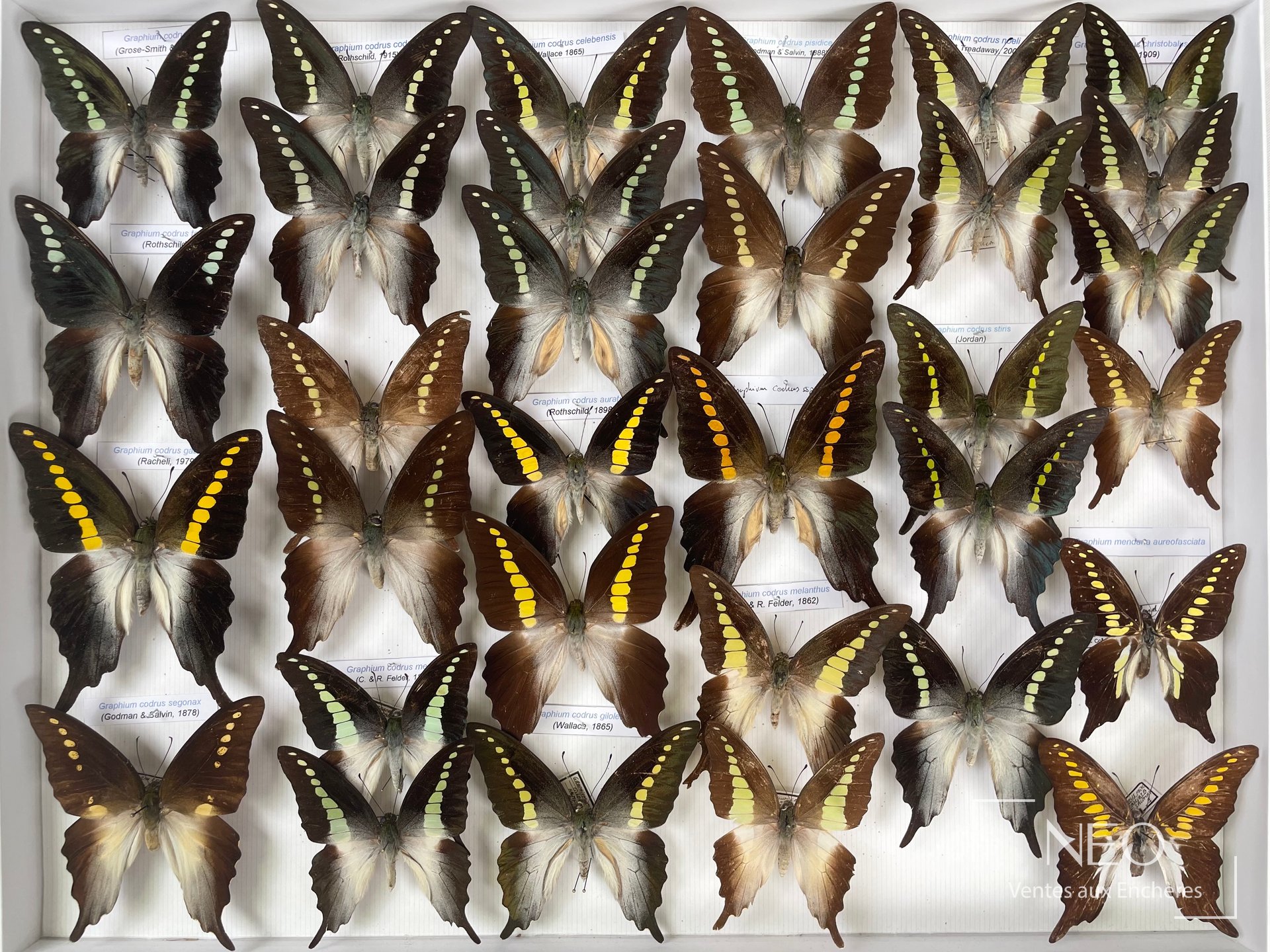 Boîte entomologique de papillons asiatiques avec de grands Graphium codrus montés à plat.