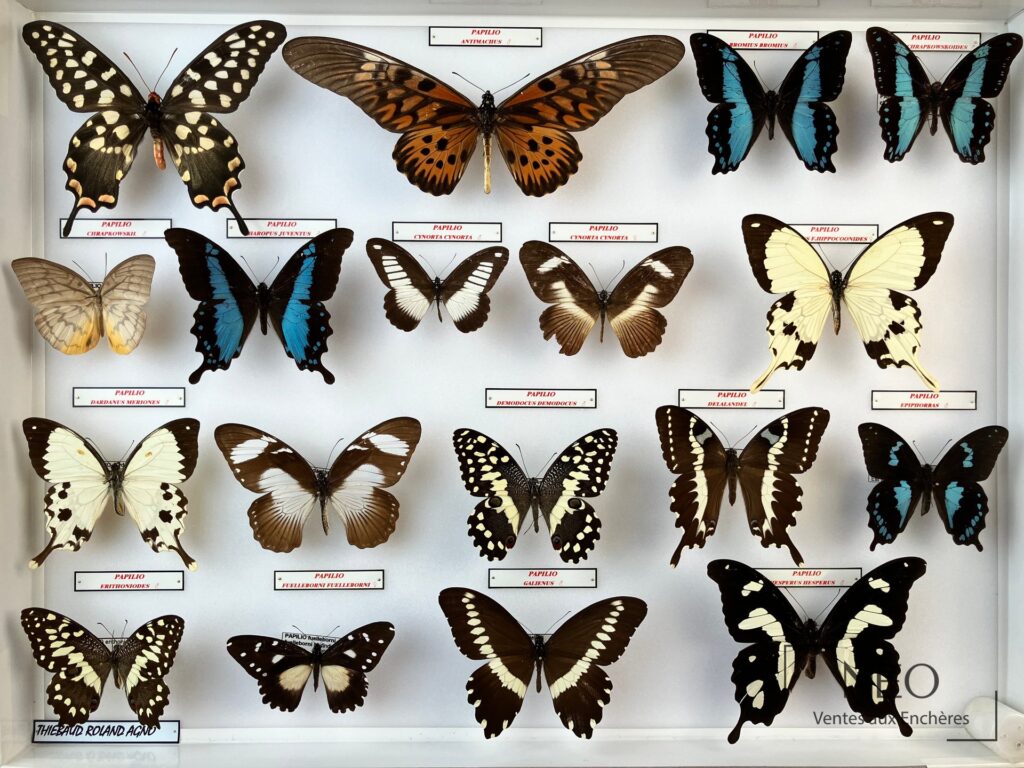 Boîte entomologique de papillons naturalisés