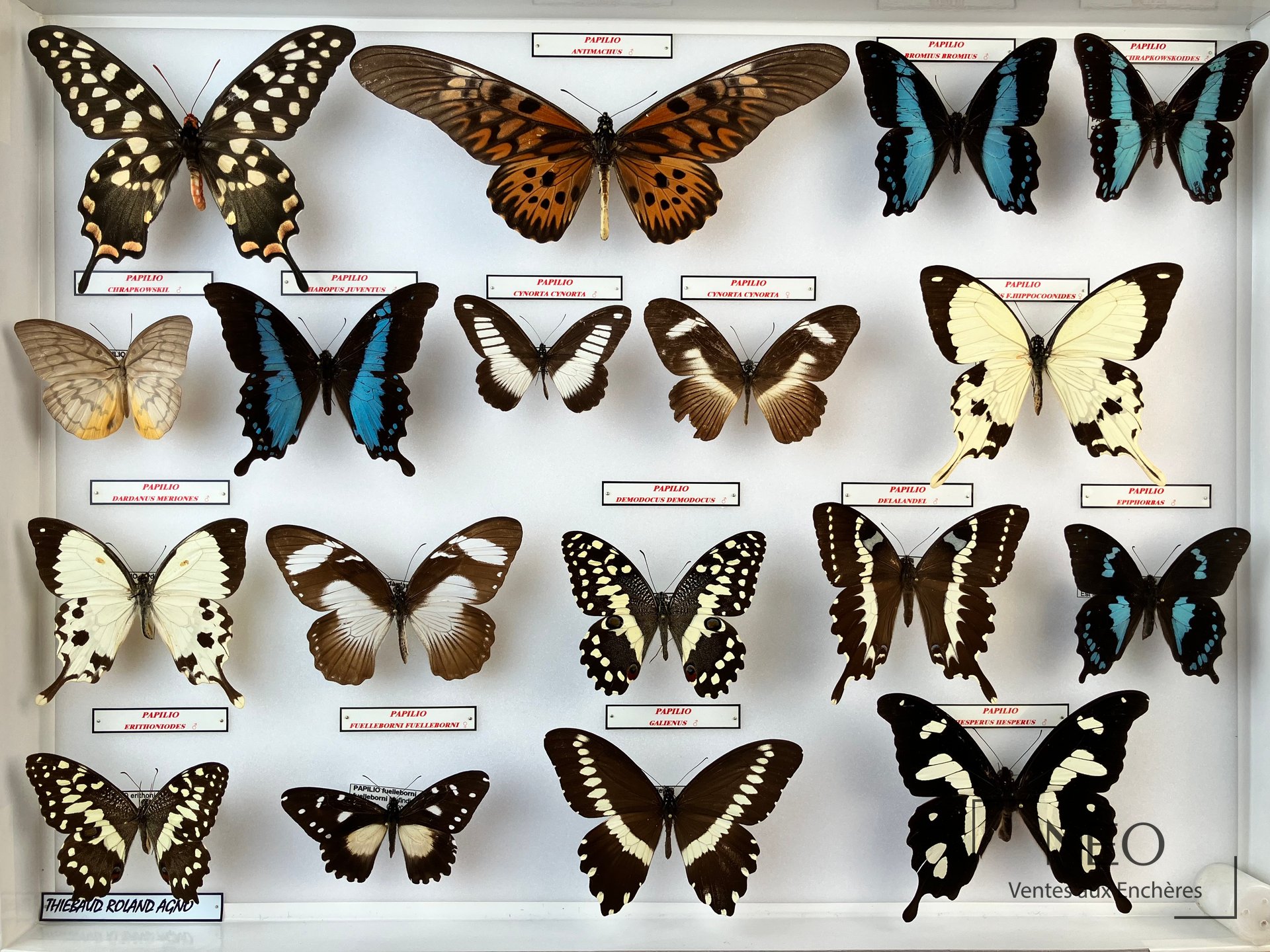 Papilionidae divers d&rsquo;Afrique, trois boîtes entomologiques