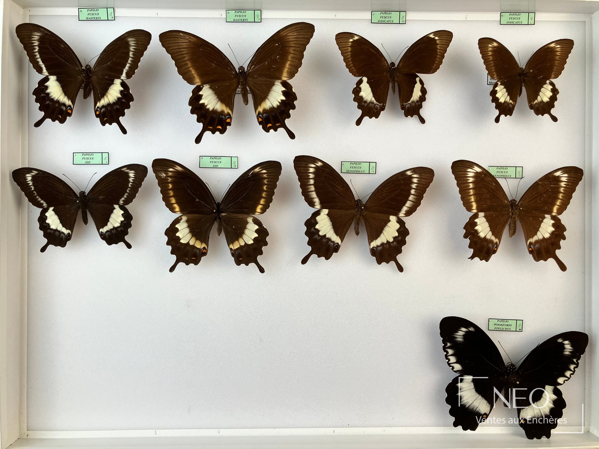 Papilionidae divers d&rsquo;Océanie, deux boîtes entomologiques de papillons