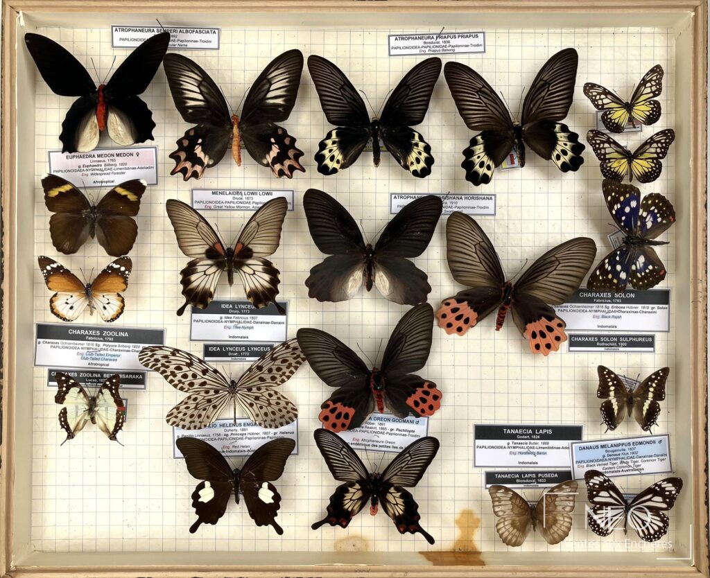 Vue d'ensemble d'une boîte entomologique remplie de papillons naturalisés et d'étiquettes scientifiques