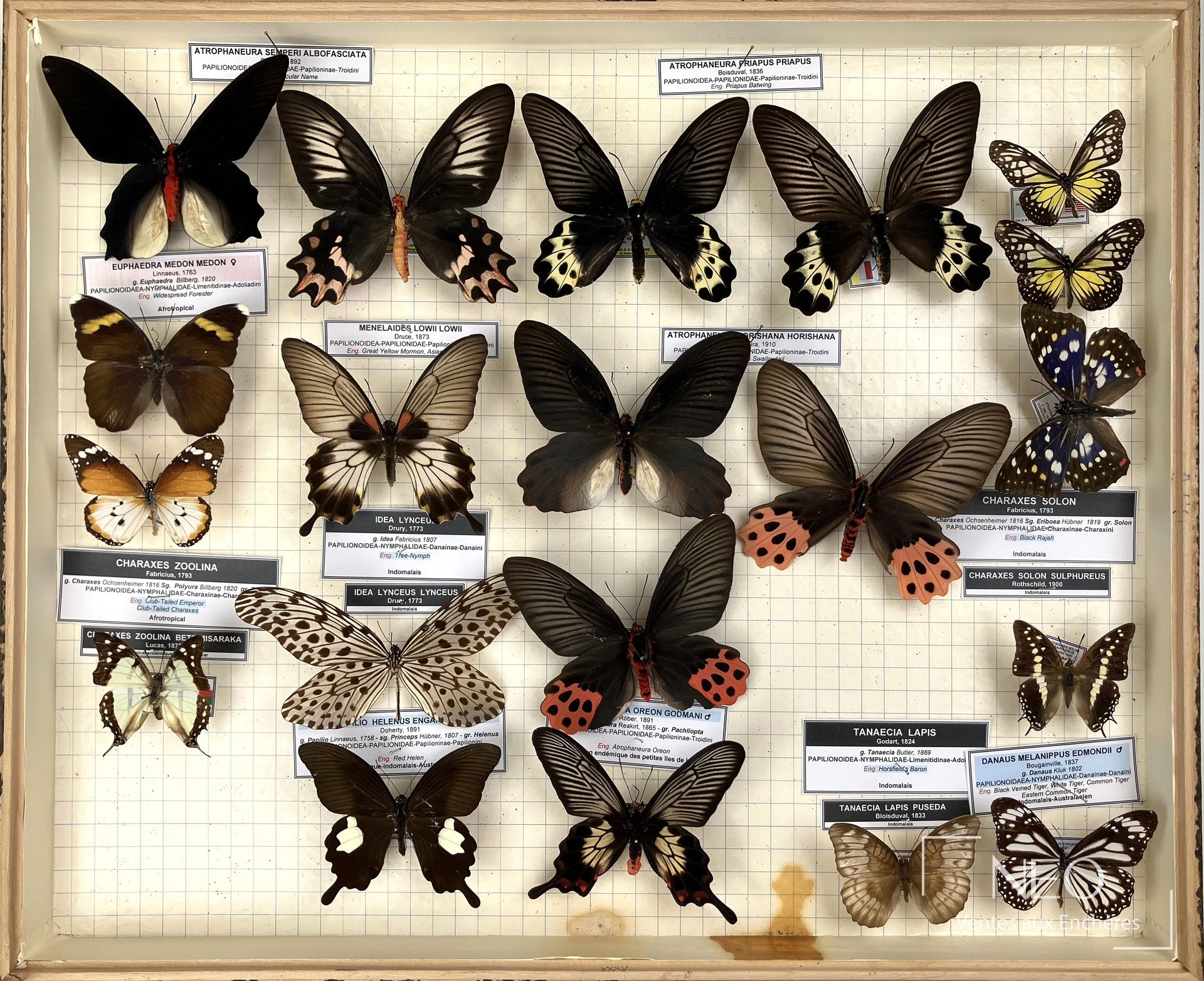 Vue d'ensemble d'une boîte entomologique remplie de papillons naturalisés et d'étiquettes scientifiques