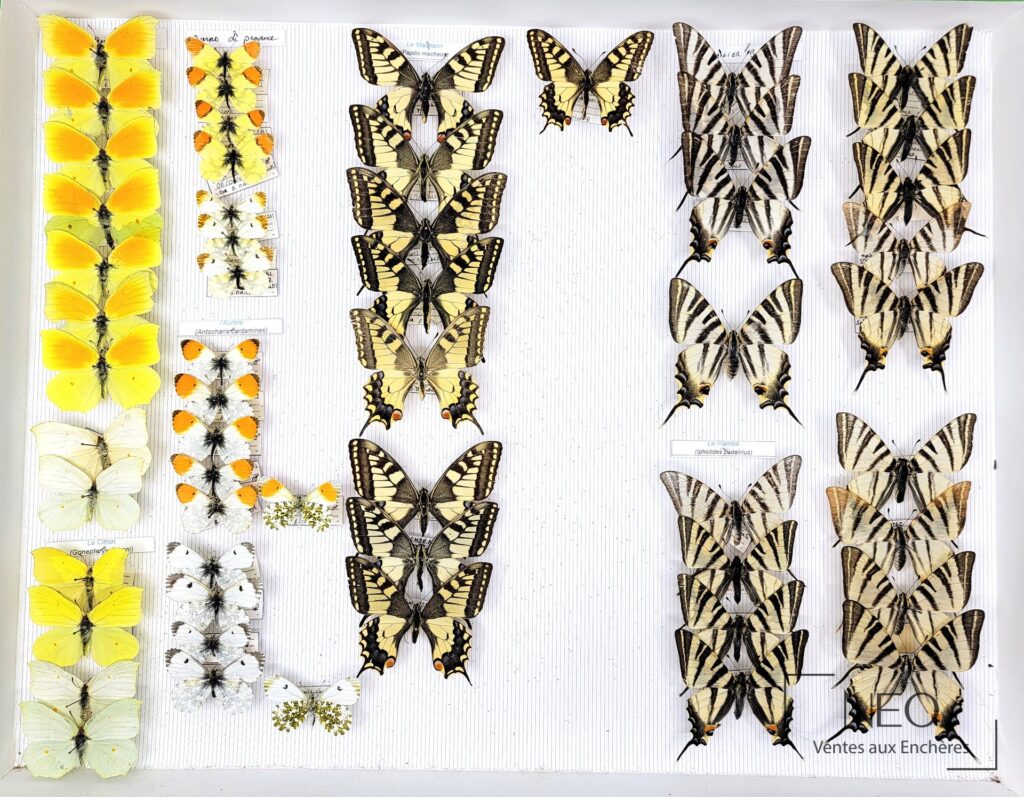 Collection de papillons naturalisés présentée dans une boîte