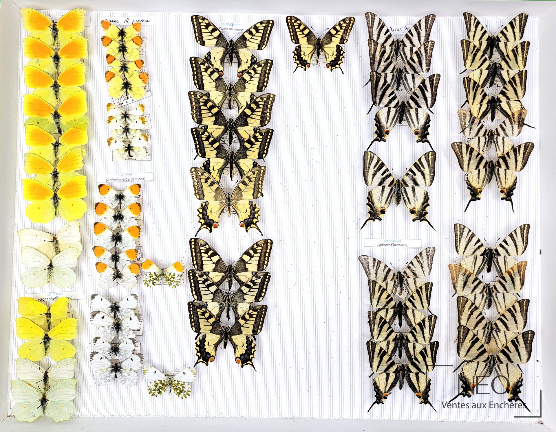 Papilionidae et Pieridae, collection de papillons naturalisés