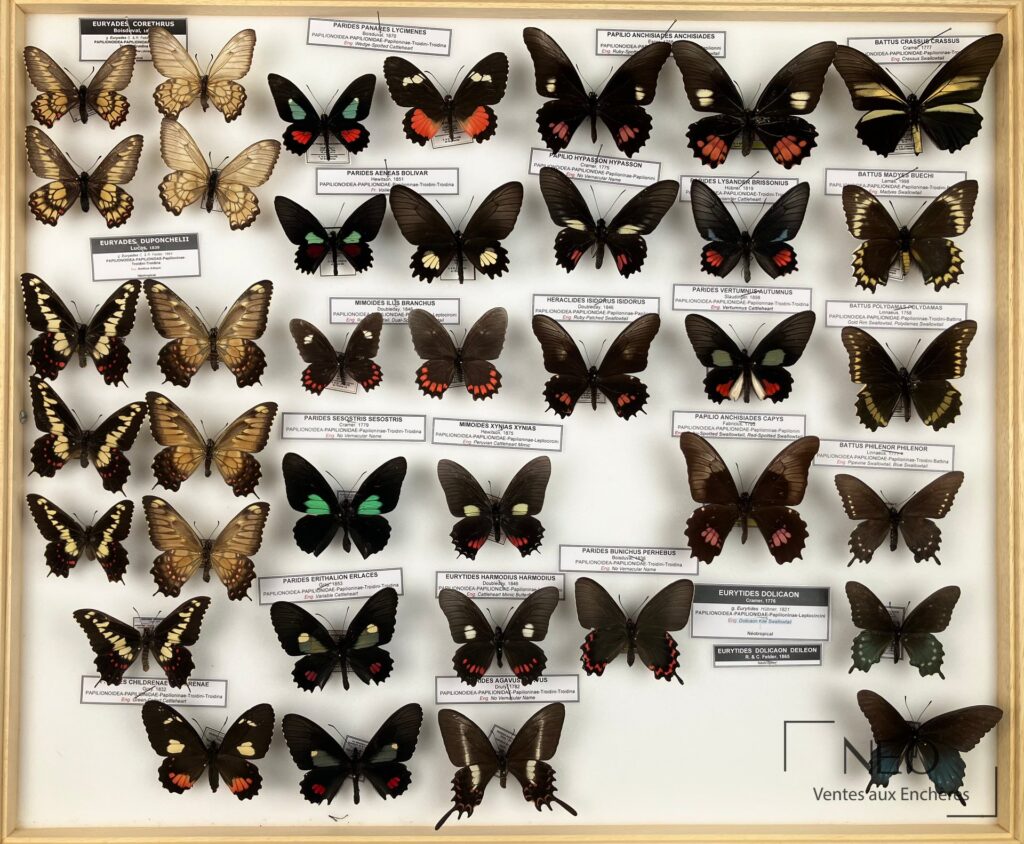 Boîte entomologique de papillons exotiques avec spécimens épinglés et étiquettes visibles