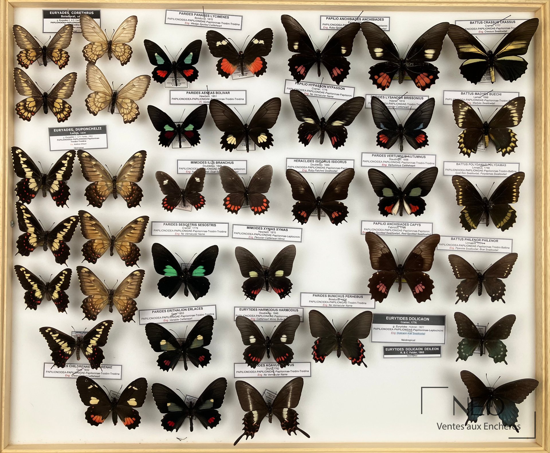 Boîte entomologique de papillons exotiques avec spécimens épinglés et étiquettes visibles