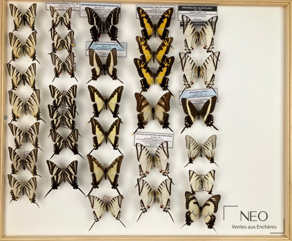 Boîte entomologique de Papilionidae exotiques avec plusieurs papillons montés sur fond clair