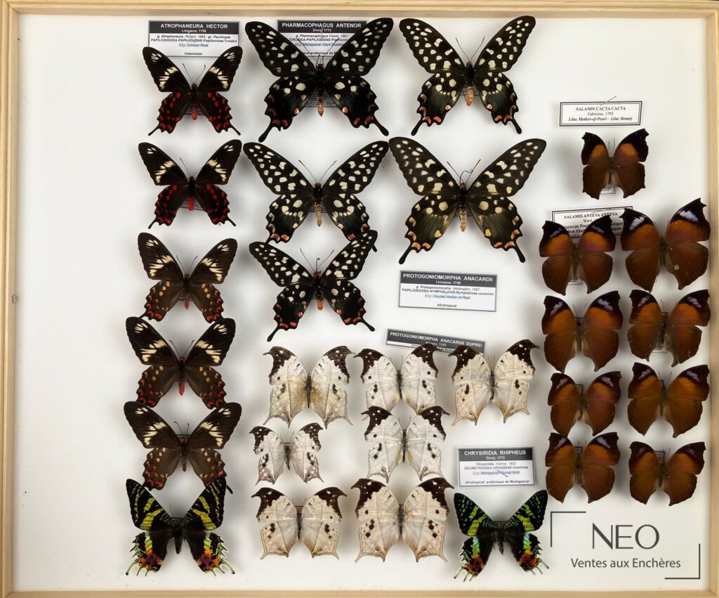 Boîte entomologique avec plusieurs papillons exotiques montés sur fond clair et étiquettes scientifiques visibles.