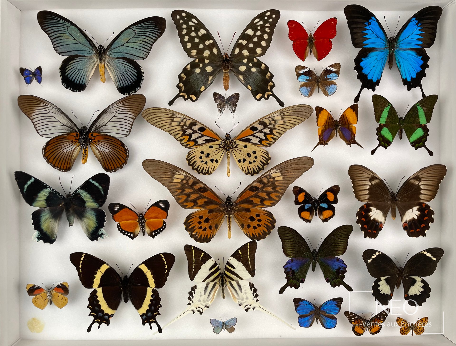 Boite de papillons naturalisés montrant un ensemble de grands spécimens aux ailes déployées.