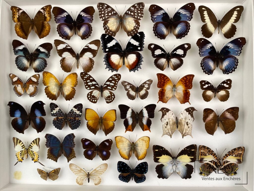 Boîte de papillons exotiques avec plusieurs spécimens épinglés sur fond clair