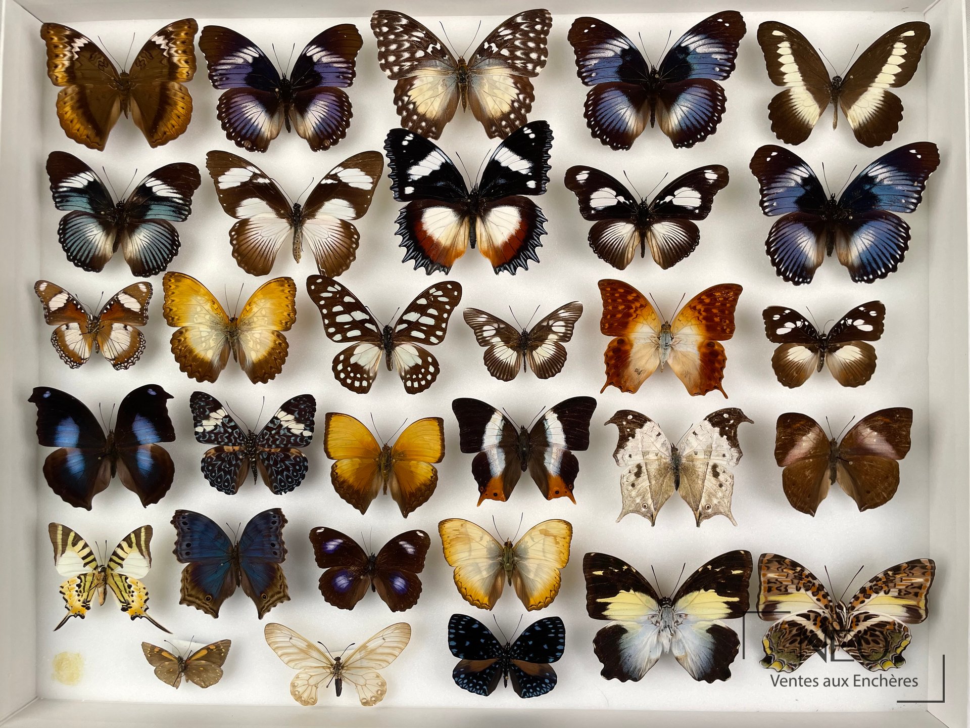 Boîte de papillons exotiques avec plusieurs spécimens épinglés sur fond clair