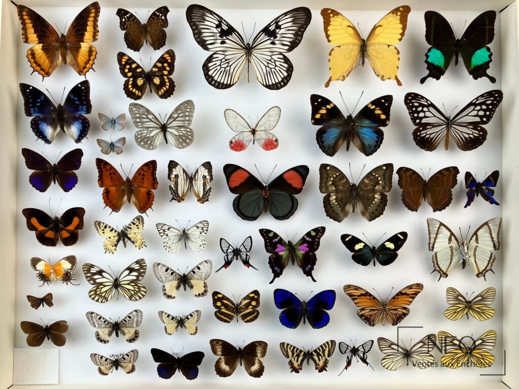 Deux boîtes entomologiques remplies de papillons naturalisés aux ailes déployées