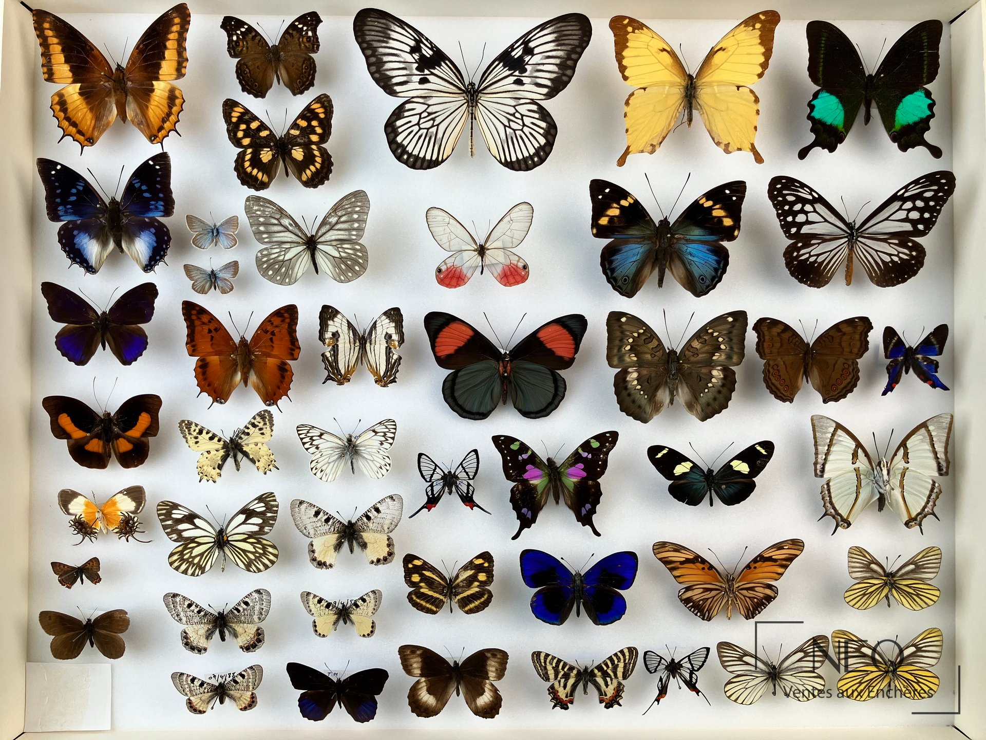 Deux boîtes entomologiques remplies de papillons naturalisés aux ailes déployées