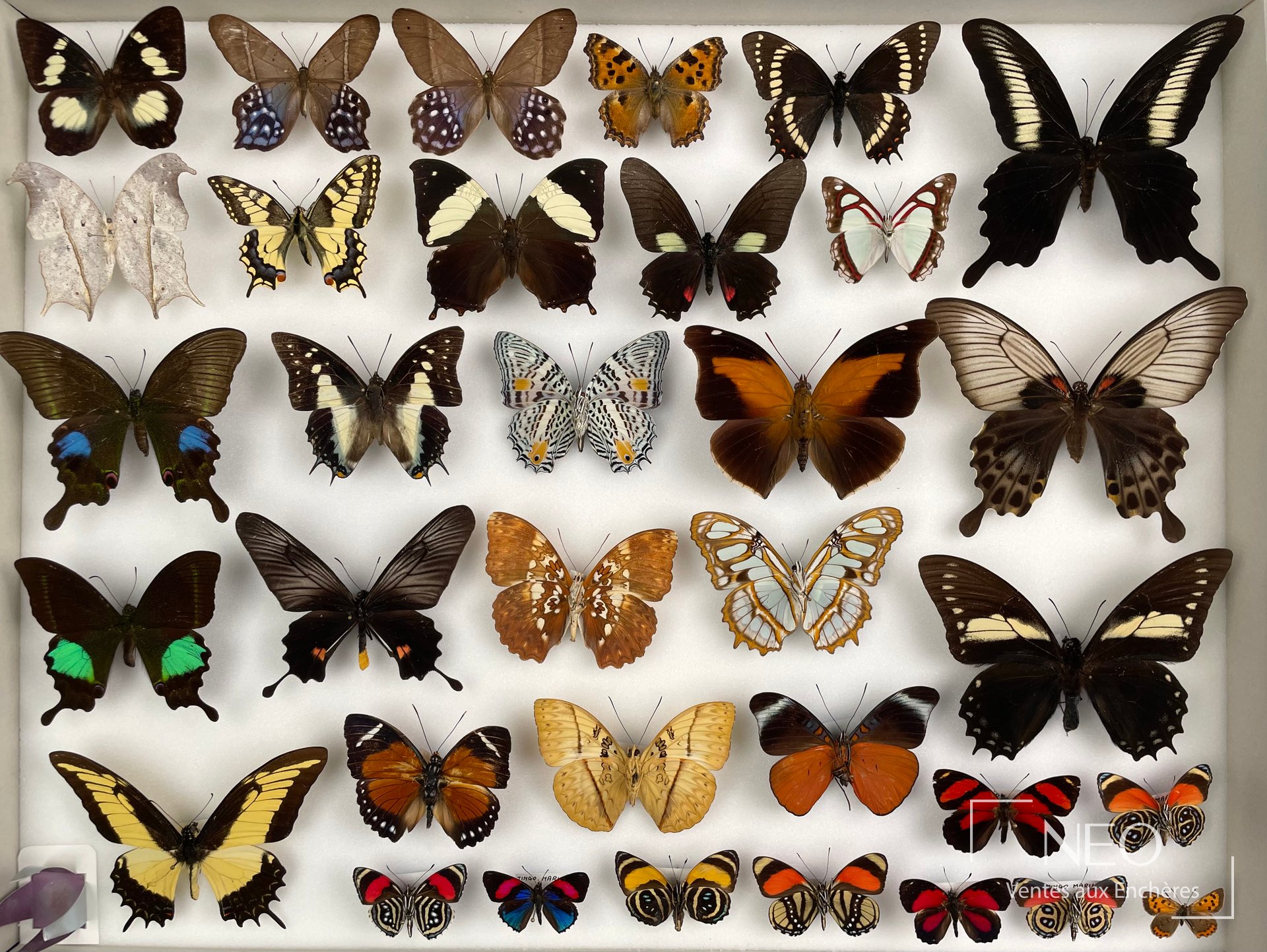 Boîte de papillons naturalisés présentant plusieurs spécimens exotiques sur fond clair