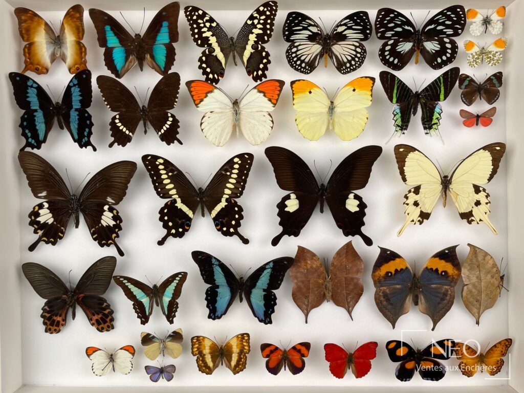 Vue d'ensemble d'une boîte entomologique garnie de papillons exotiques montés sur fond clair
