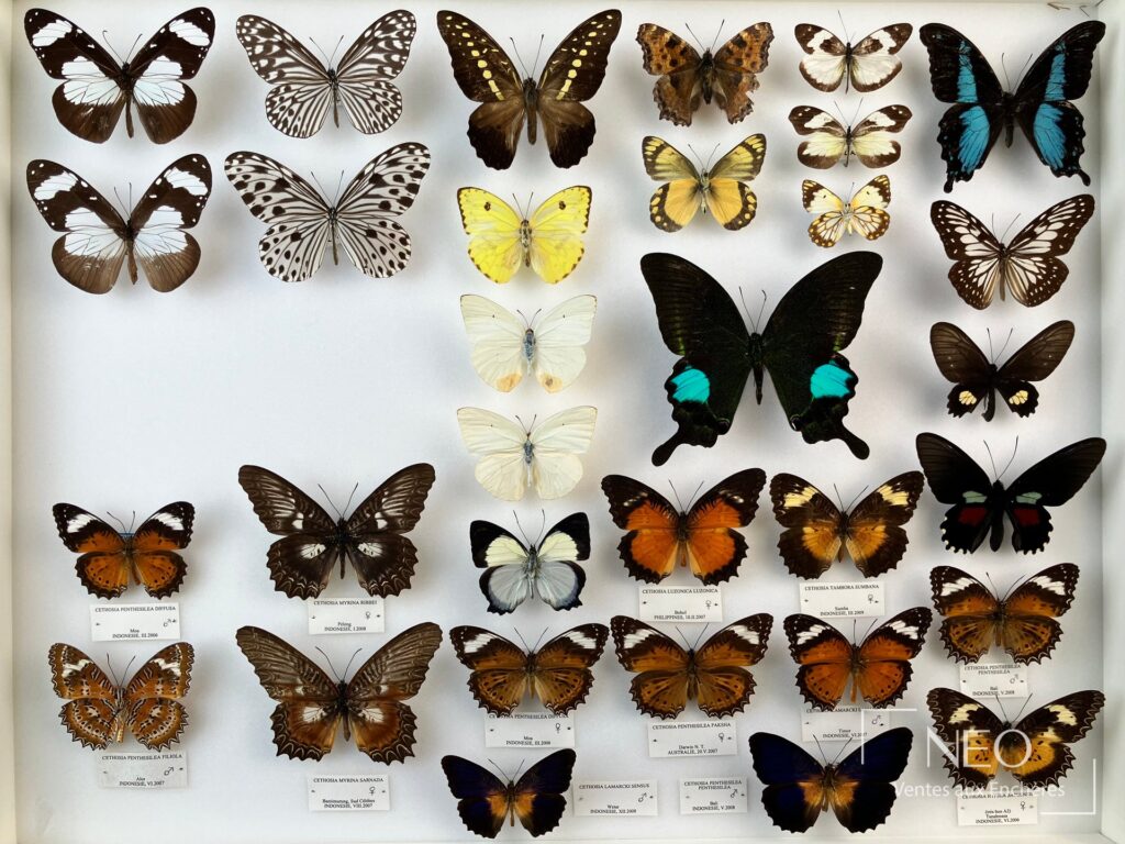 Trois boîtes de papillons naturalisés montrant plusieurs espèces aux ailes déployées sur fond clair