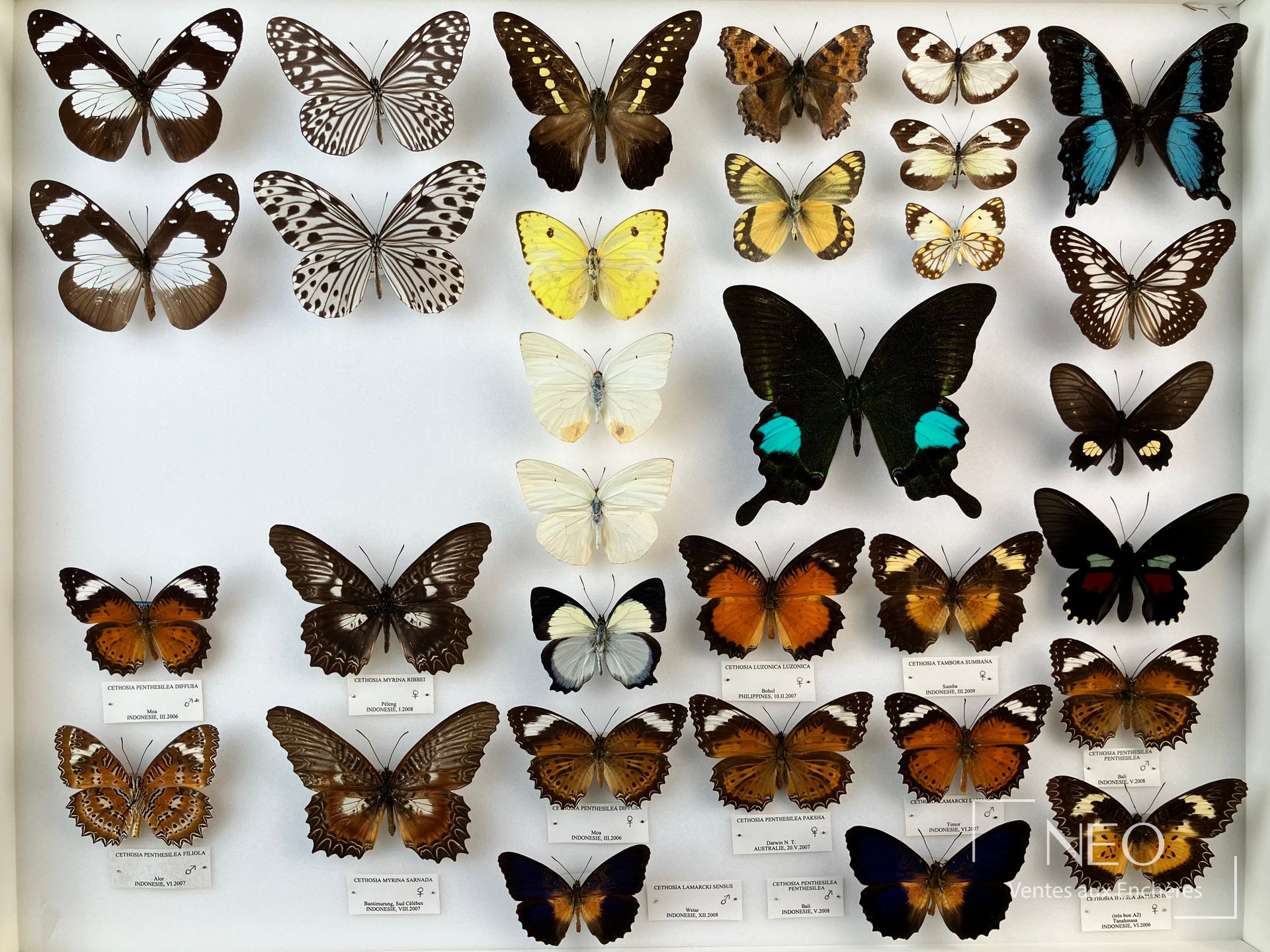 Trois boîtes de papillons naturalisés montrant plusieurs espèces aux ailes déployées sur fond clair