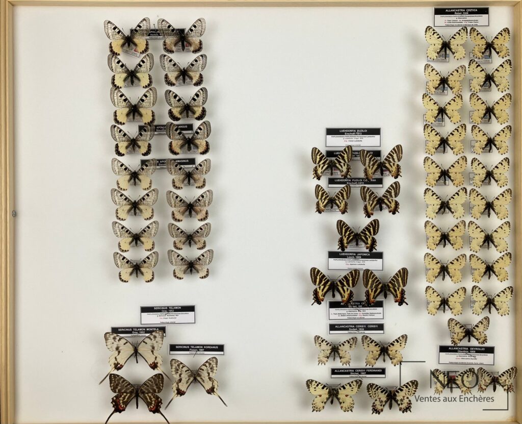Boîte entomologique présentant plusieurs papillons de la famille des Papilionidae sur fond clair
